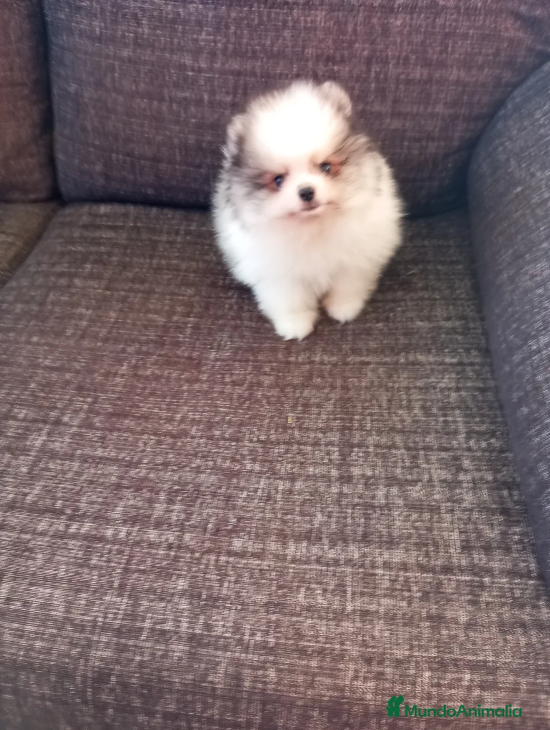Pomerania perros en venta: Pomerania de Lulú - Anuncio 1