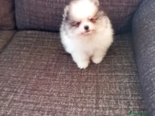 Pomerania perros Pomerania de Lulú - Anuncio 20