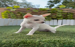 Chihuahua perros en venta: CHIHUAHUA HEMBRA BLANCA - Imagen 7