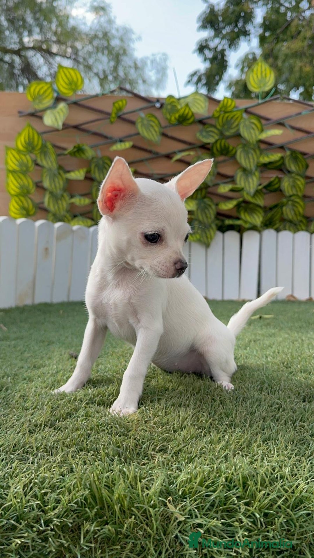 Chihuahua perros en venta: CHIHUAHUA HEMBRA BLANCA - Imagen 7