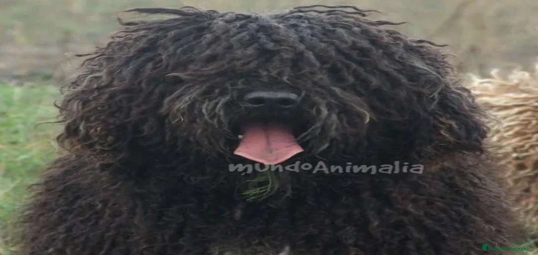 Imagen de galería {{count}}