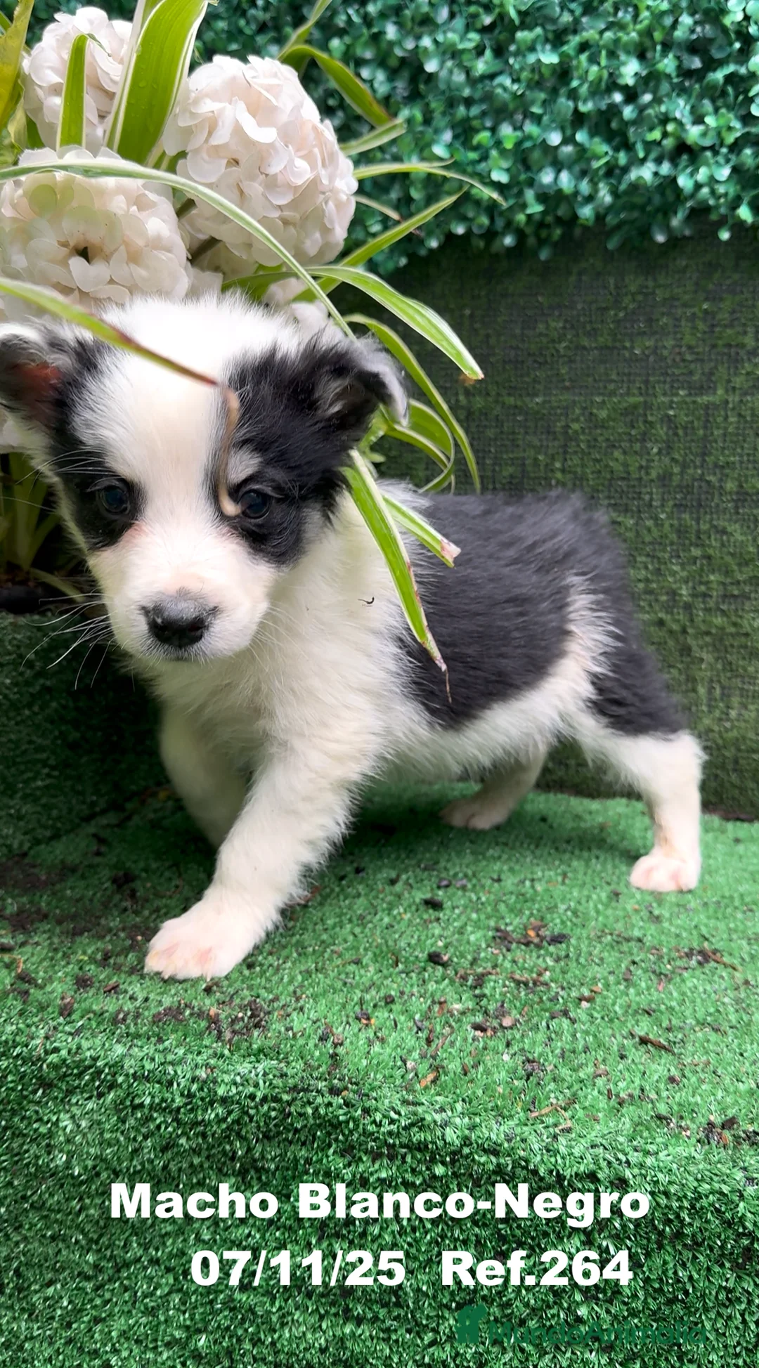 Border Collie perros en venta: Border Collie  - Anuncio 19