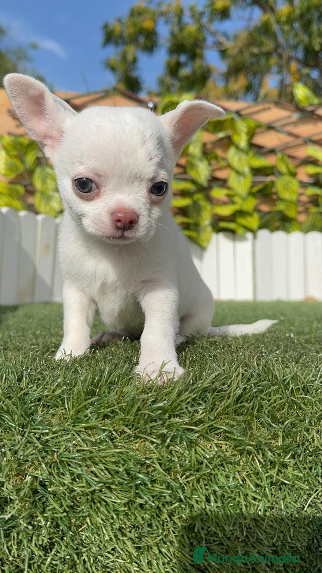 Chihuahua perros en venta: CHIHUAHUA HEMBRA - Imagen 2