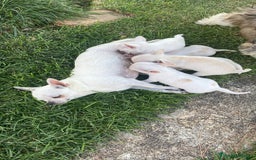 Chihuahua perros en venta: ÚLTIMOS 3 MACHOS - Imagen 19