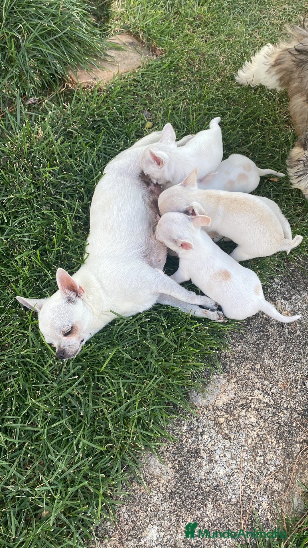 Chihuahua perros en venta: ÚLTIMOS 3 MACHOS - Imagen 19