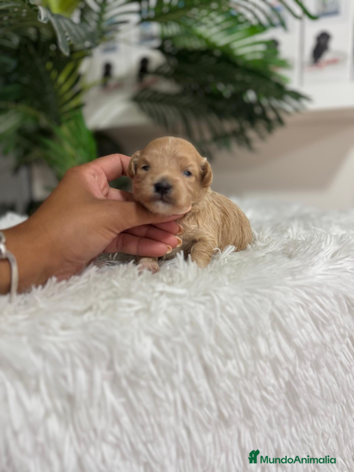 Maltipoo perros MALTIPOO HEMBRA - Anuncio 1