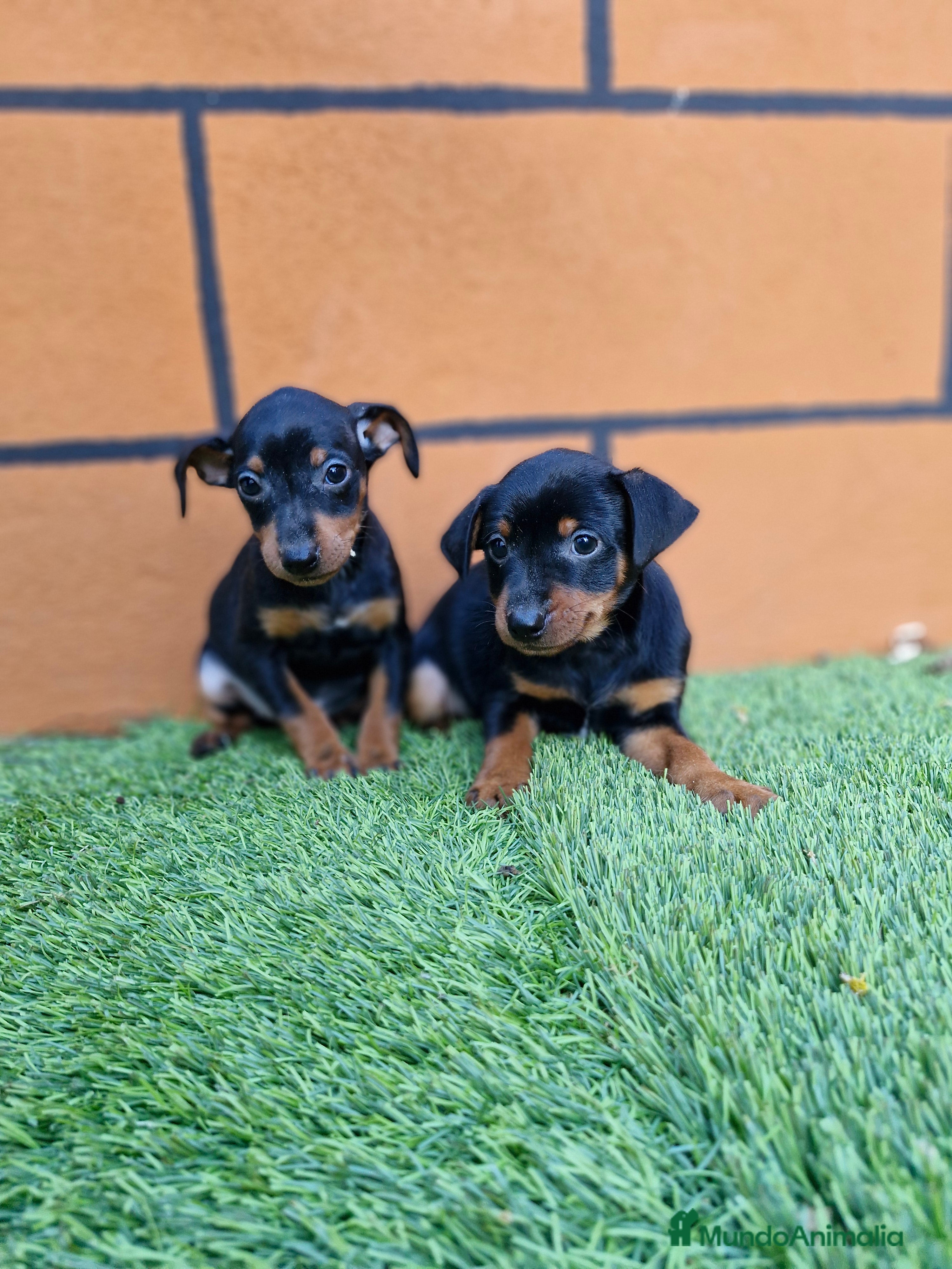 Pinscher Miniatura perros MINI PINSCHER - Anuncio 12