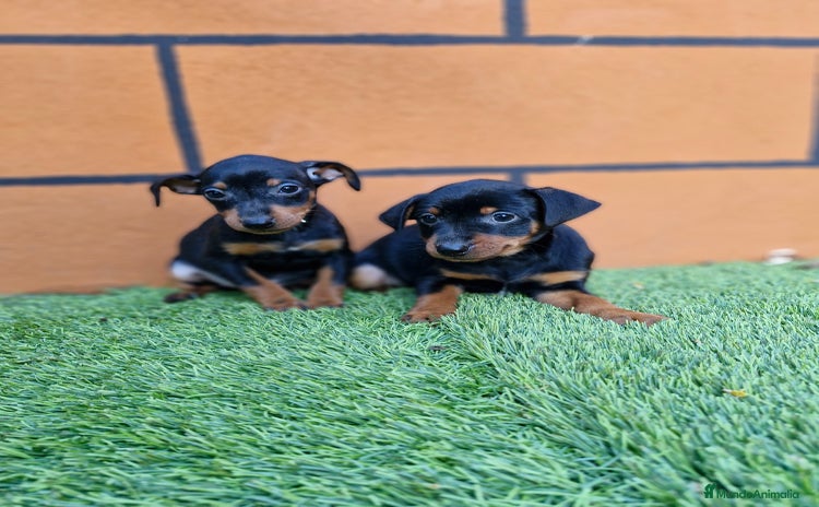 Pinscher Miniatura perros MINI PINSCHER - Anuncio 1