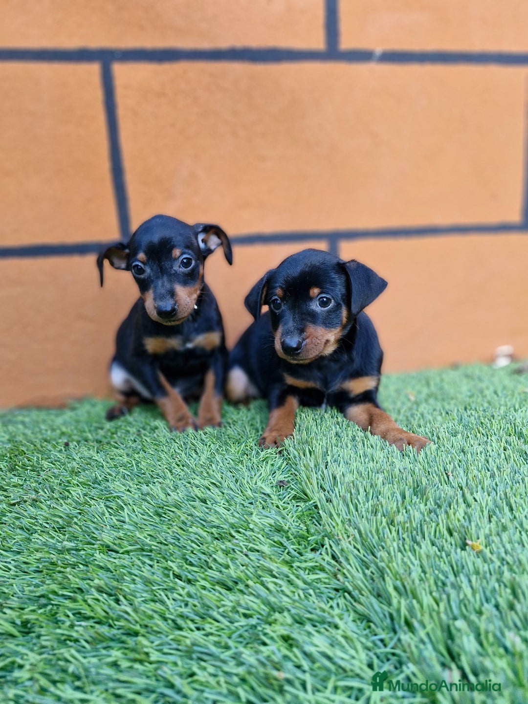 Pinscher Miniatura perros en venta: MINI PINSCHER - Anuncio 1