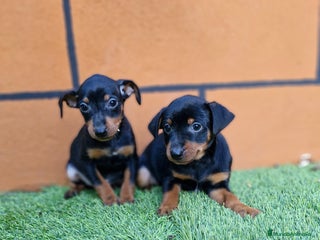 Pinscher Miniatura perros MINI PINSCHER - Anuncio 1