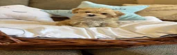 Maltipoo perros en venta: Maltipoo - Anuncio 11