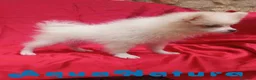 Pomerania perros en venta: Pomerania Hembra 8296 AQUANATURA - Anuncio 6