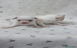 Chihuahua perros en venta: Chihuahua macho y hembra  - Imagen 5