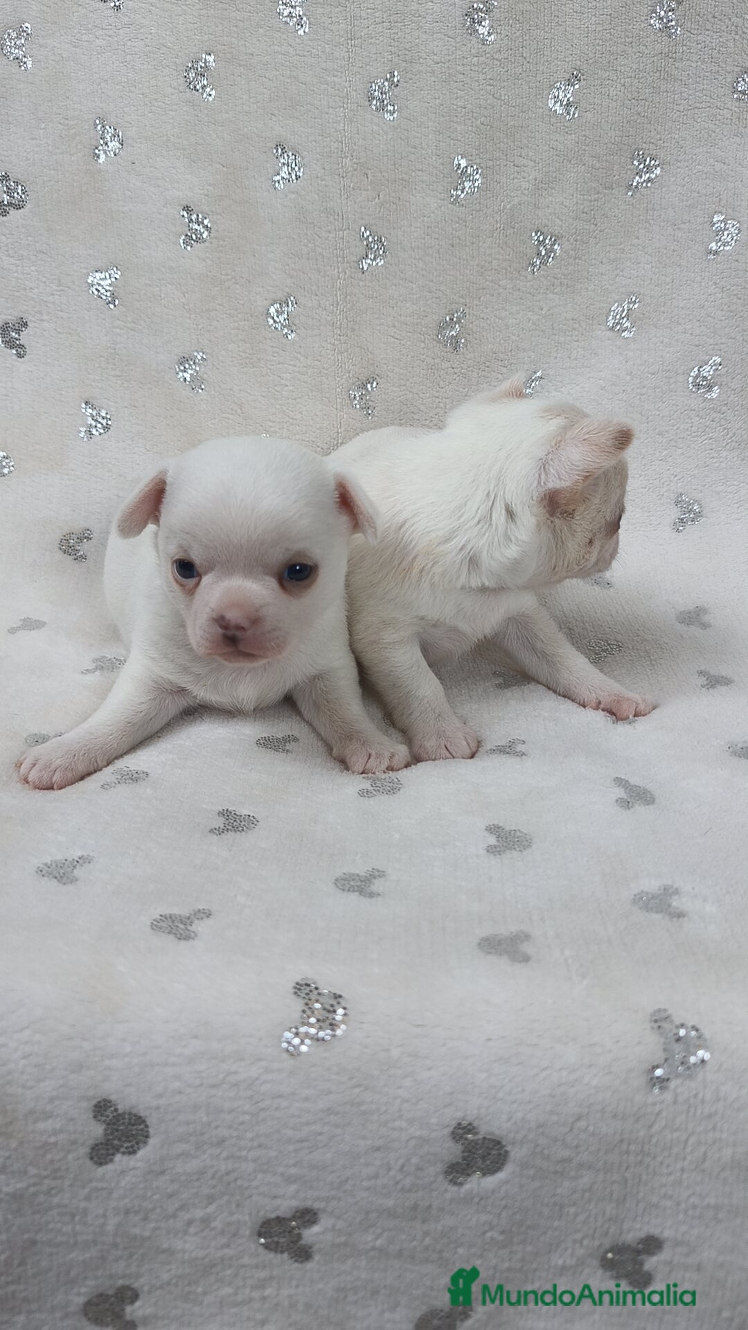Chihuahua perros en venta: Chihuahua macho y hembra  - Imagen 5