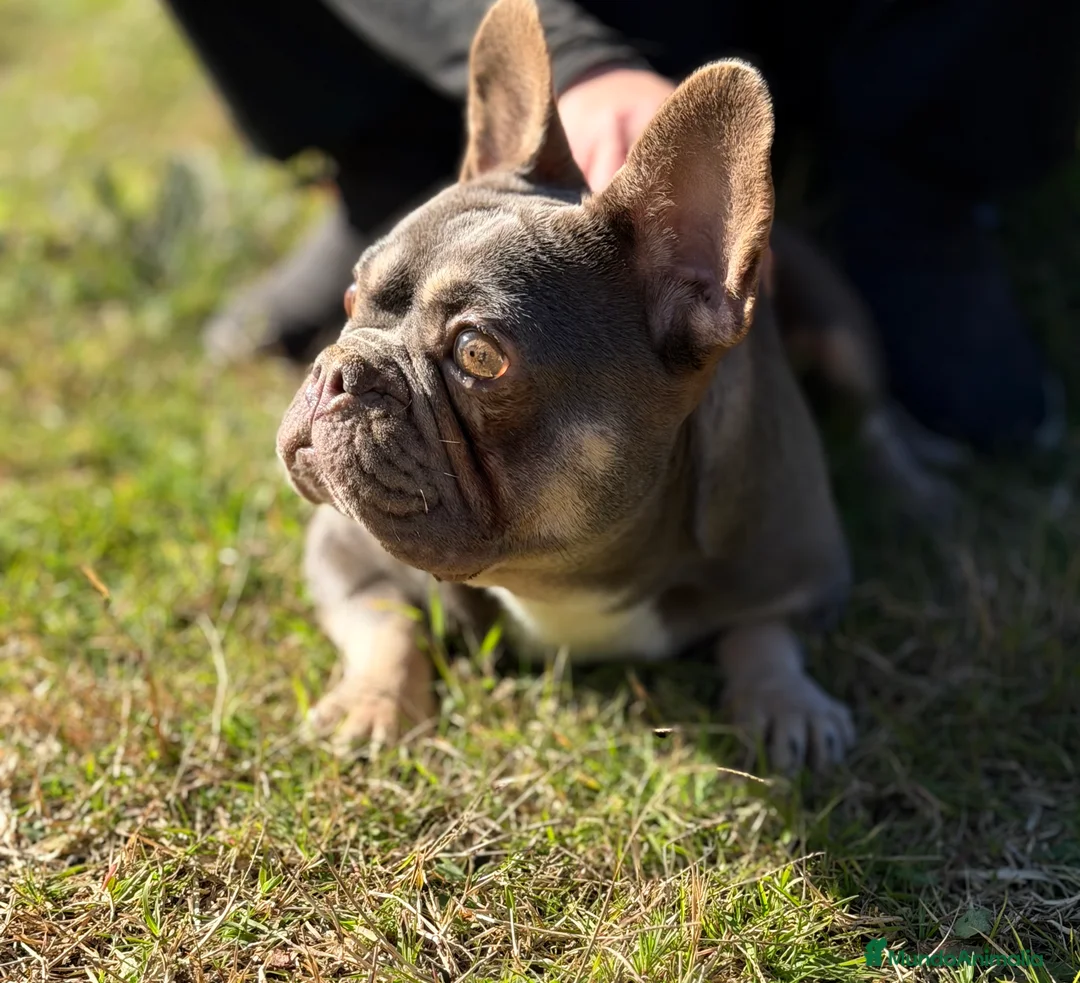 Bulldog Francés perros en venta: Bulldog francés MUY ECONOMICA - Anuncio 4