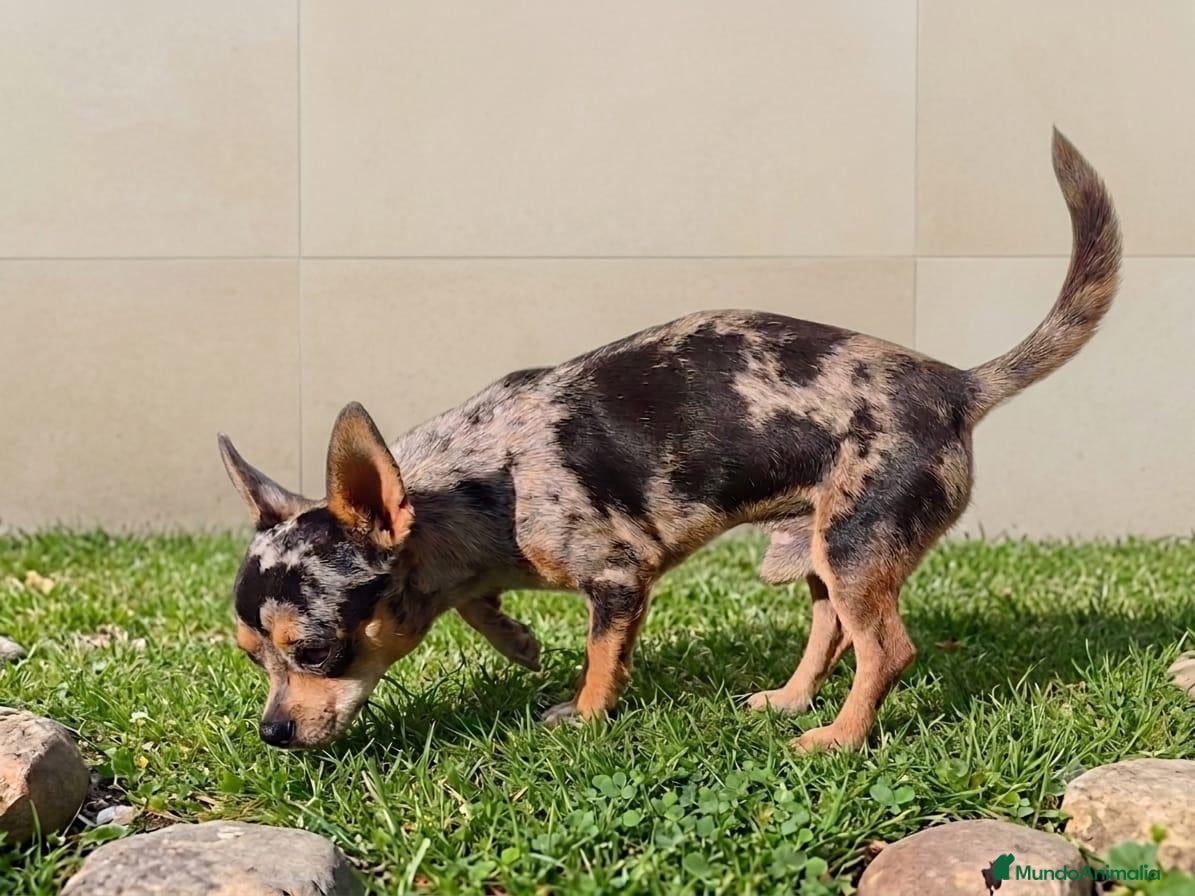 Chihuahua perros CHIHUAHUA ADULTO MERLE - Anuncio 2