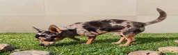 Chihuahua perros en venta: CHIHUAHUA ADULTO MERLE - Anuncio 1