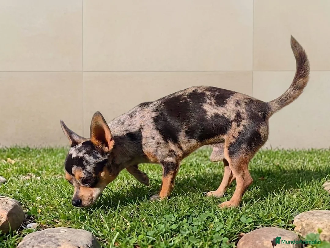 Chihuahua perros en venta: CHIHUAHUA ADULTO MERLE - Anuncio 1