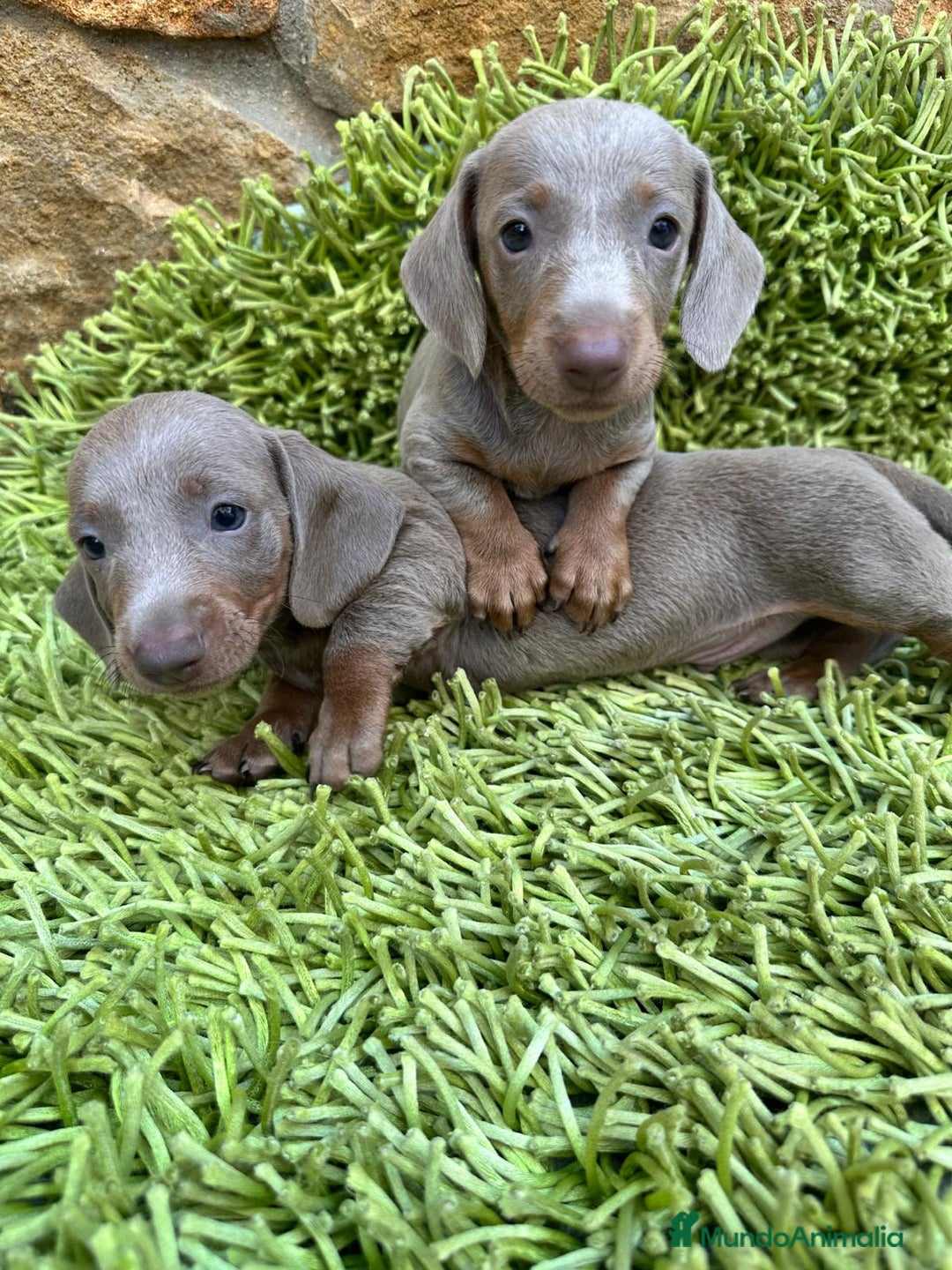 Teckel perros en venta: Isabella Teckel - Imagen 1