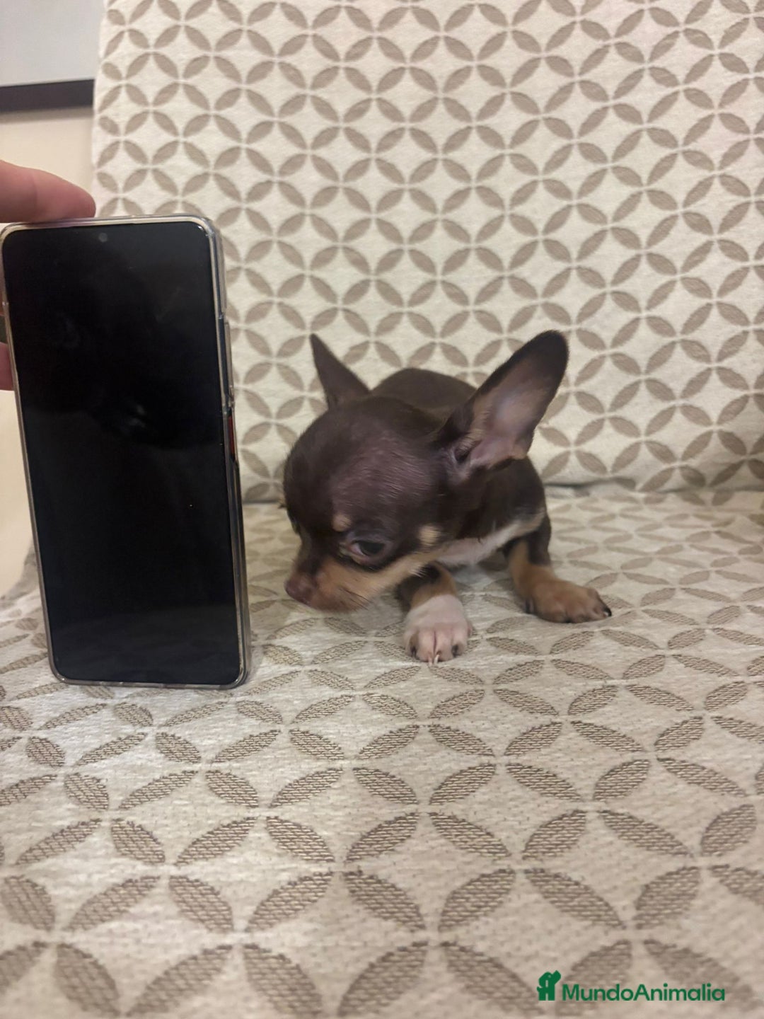 Chihuahua perros en venta: Chihuahua mini toy cabeza manzana  - Anuncio 9