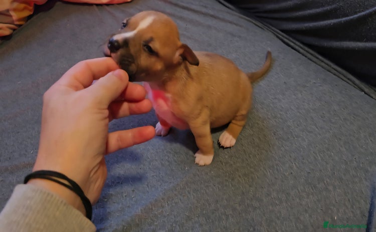 American Staffordshire-Terrier perros - Anuncio 2