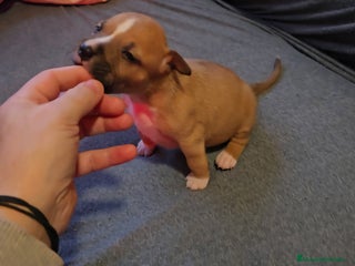 American Staffordshire-Terrier perros - Anuncio 6