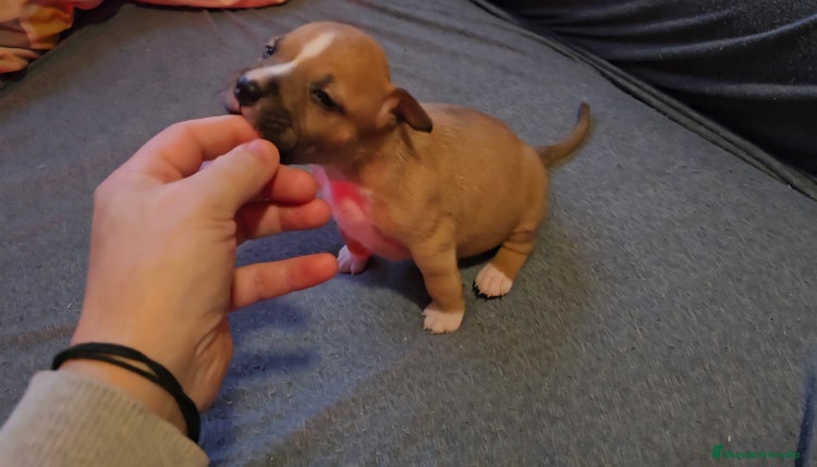 American Staffordshire-Terrier perros - Anuncio 2