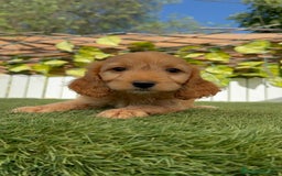 Otras razas perros en venta: Cockapoo hembra - Imagen 7