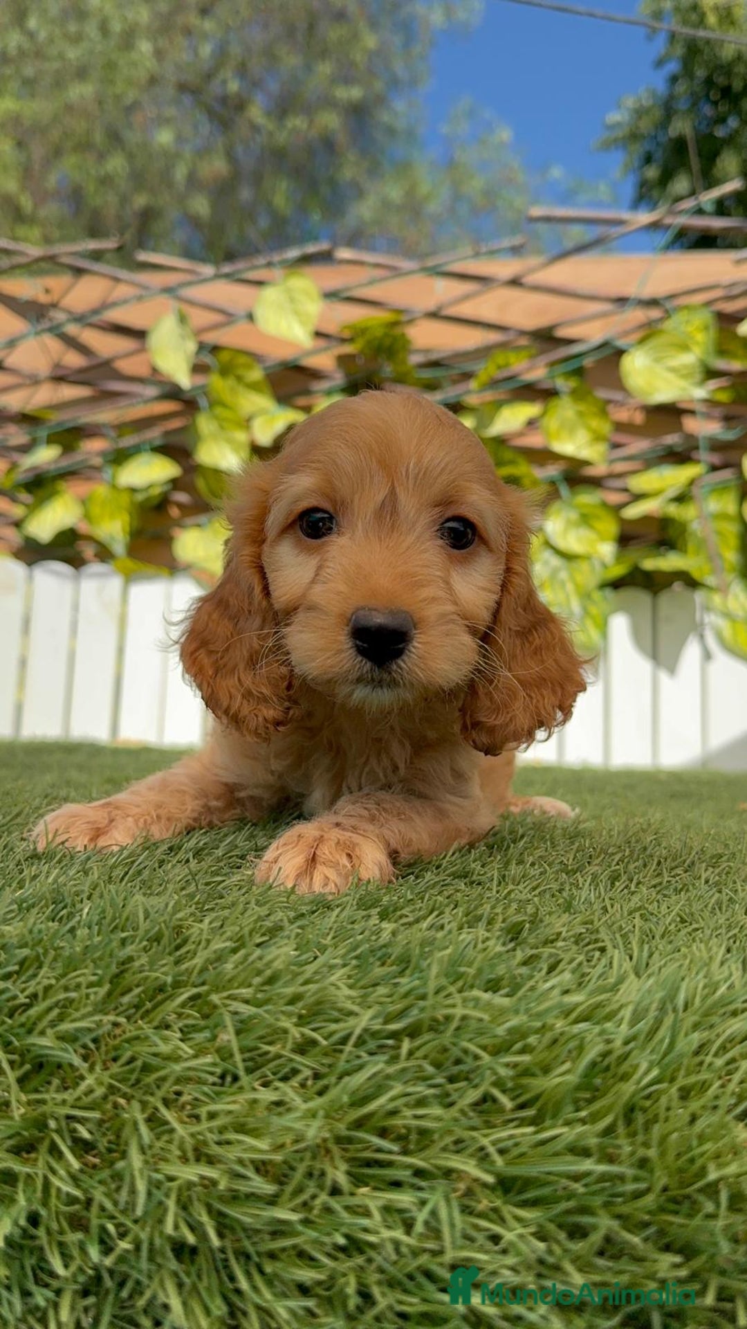 Otras razas perros en venta: Cockapoo hembra - Imagen 7