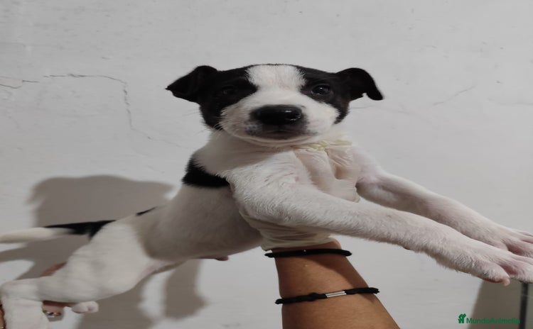 American Staffordshire-Terrier perros - Anuncio 4