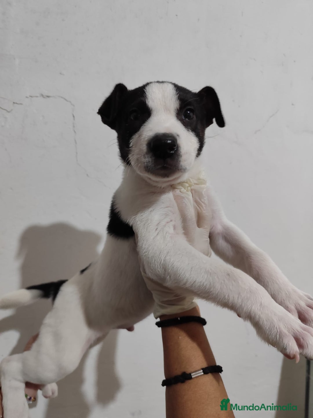 American Staffordshire-Terrier perros en venta: American Stanford  - Imagen 1