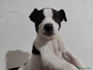 American Staffordshire-Terrier perros - Anuncio 2
