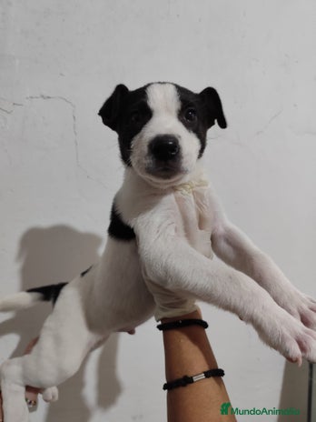 American Staffordshire-Terrier perros - Anuncio 9