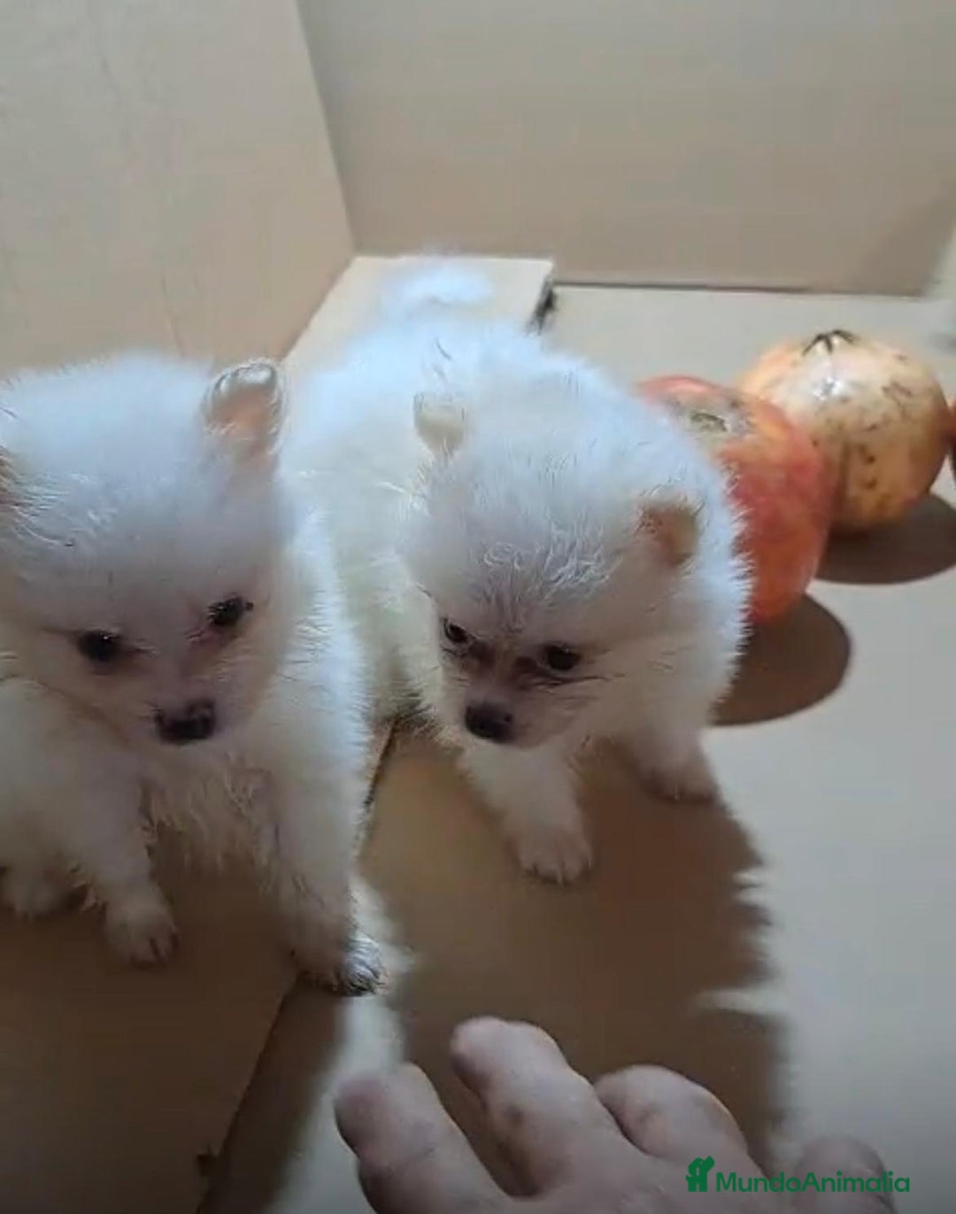 Pomerania perros en venta: Lulu pomerania mini toy  - Imagen 7