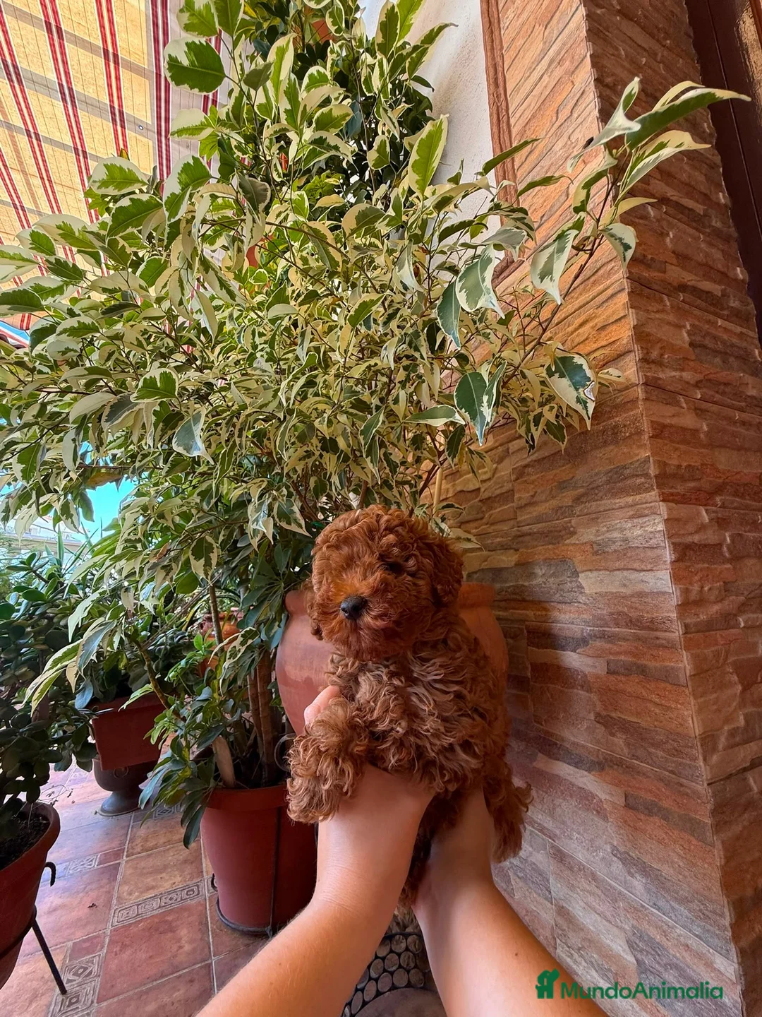 Caniche Toy perros en venta: caniche toy  - Anuncio 4