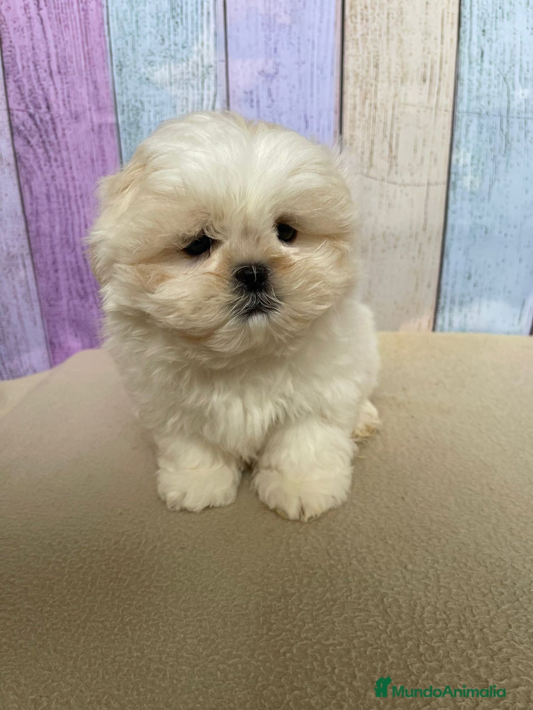 Shih Tzu perros en venta: Shih Tzu hembras !!!! Disponibles  - Imagen 3