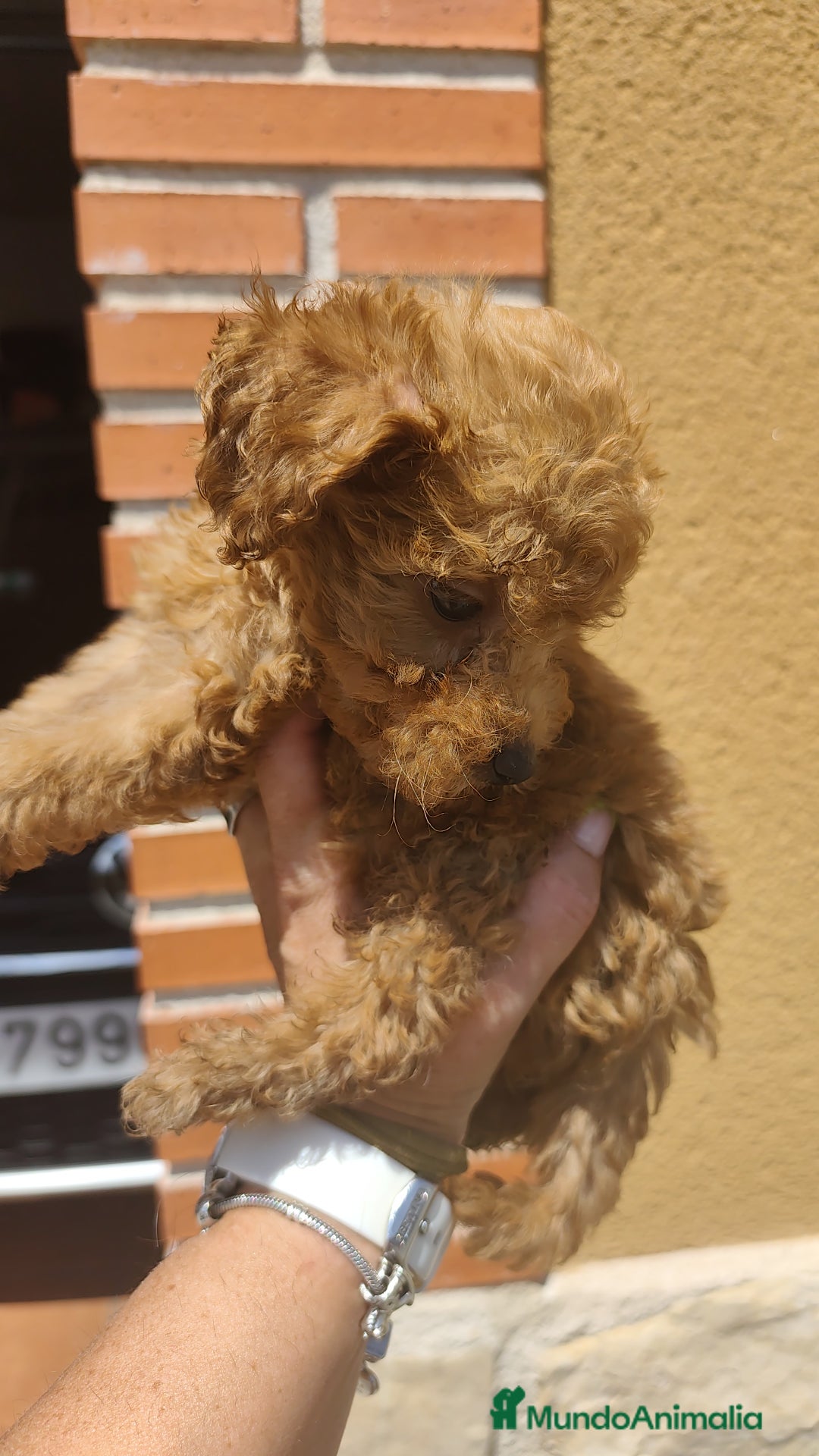 Caniche Enano perros en venta: Camada de caniche rojo - Imagen 4