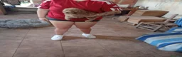 Caniche Toy perros en venta: Caniches Toy - Anuncio 4