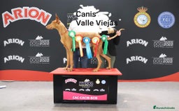 Podenco Canario perros en venta: PODENCOS CANARIOS de Selección  - Imagen 10
