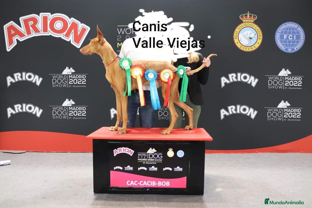 Podenco Canario perros en venta: PODENCOS CANARIOS de Selección  - Imagen 10