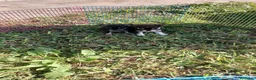 Chihuahua perros en venta: PRECIOSOS CHIHUAHUA RUSO Y ASIÁTICO - Anuncio 5