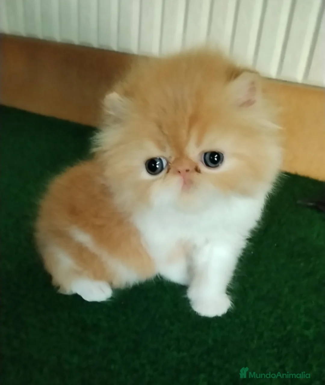 Persa gatos en venta: Cachorro Persa puro - Anuncio 1