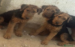 Airedale Terrier perros en venta: Airedale terrier - Imagen 3