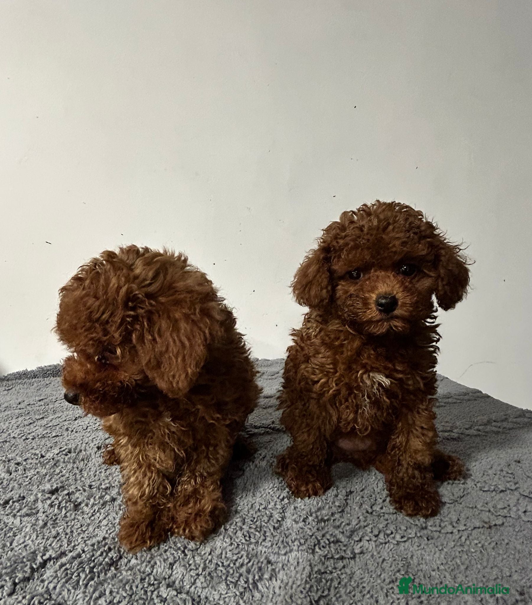 Caniche Toy perros Caniche Toy rojo - Anuncio 1