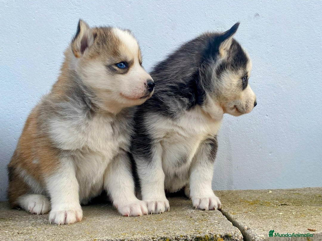 Husky Siberiano perros en venta: Husky Siberiano  - Anuncio 4