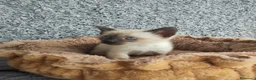 Siamés gatos en venta: Siamés  - Anuncio 2
