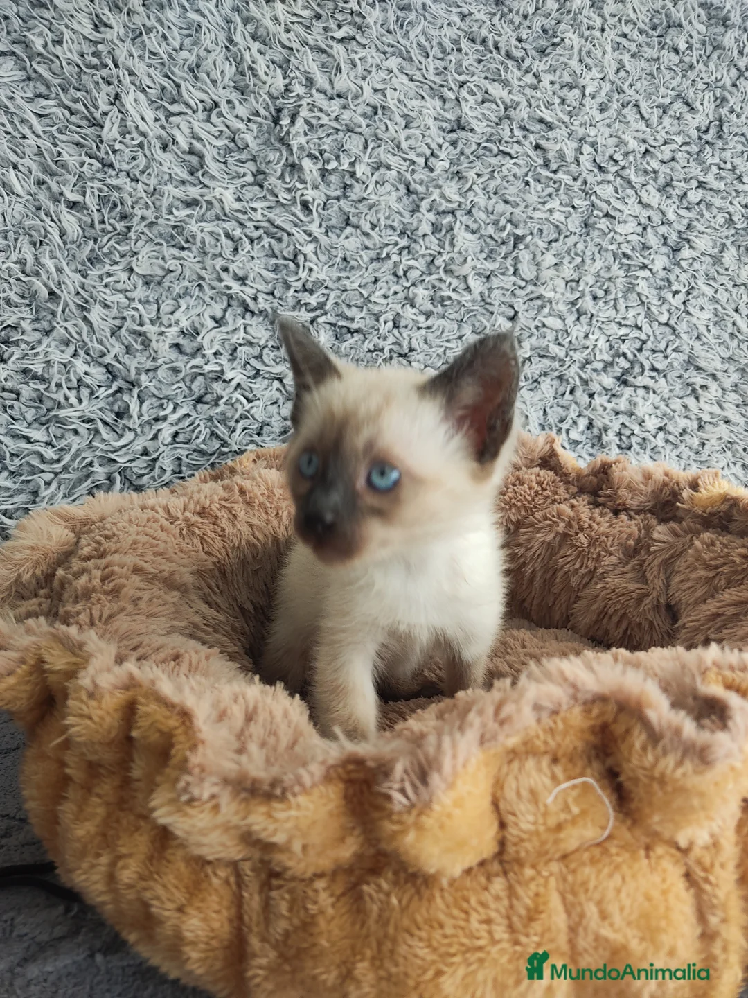 Siamés gatos en venta: Siamés  - Anuncio 2
