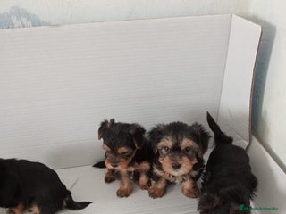 Yorkshire Terrier perros - Anuncio 8