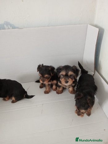 Yorkshire Terrier perros - Anuncio 2