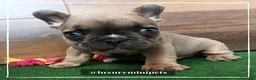 Bulldog Francés perros en venta: Camada de preciosos Bulldog Francés en Madrid - Anuncio 4